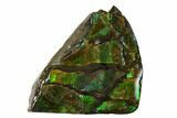 Iridescent Ammolite (Fossil Ammonite Shell) - Alberta, Canada #156739-1